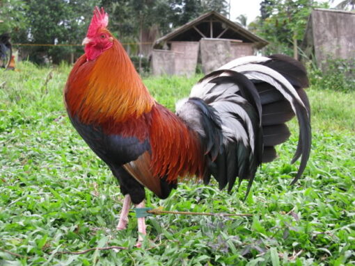 Albany Rooster